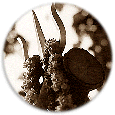 Trident Detail