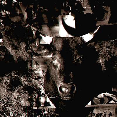 Bull - Click for Thumbnails