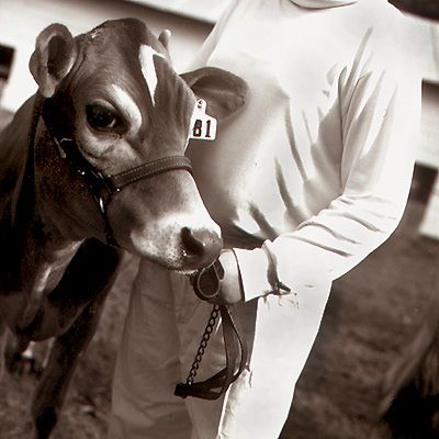 Dairy Show - Click for Thumbnails