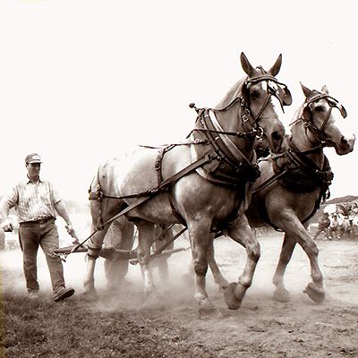 Horse Team - Click for Thumbnails